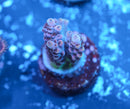 POTO Funfetti