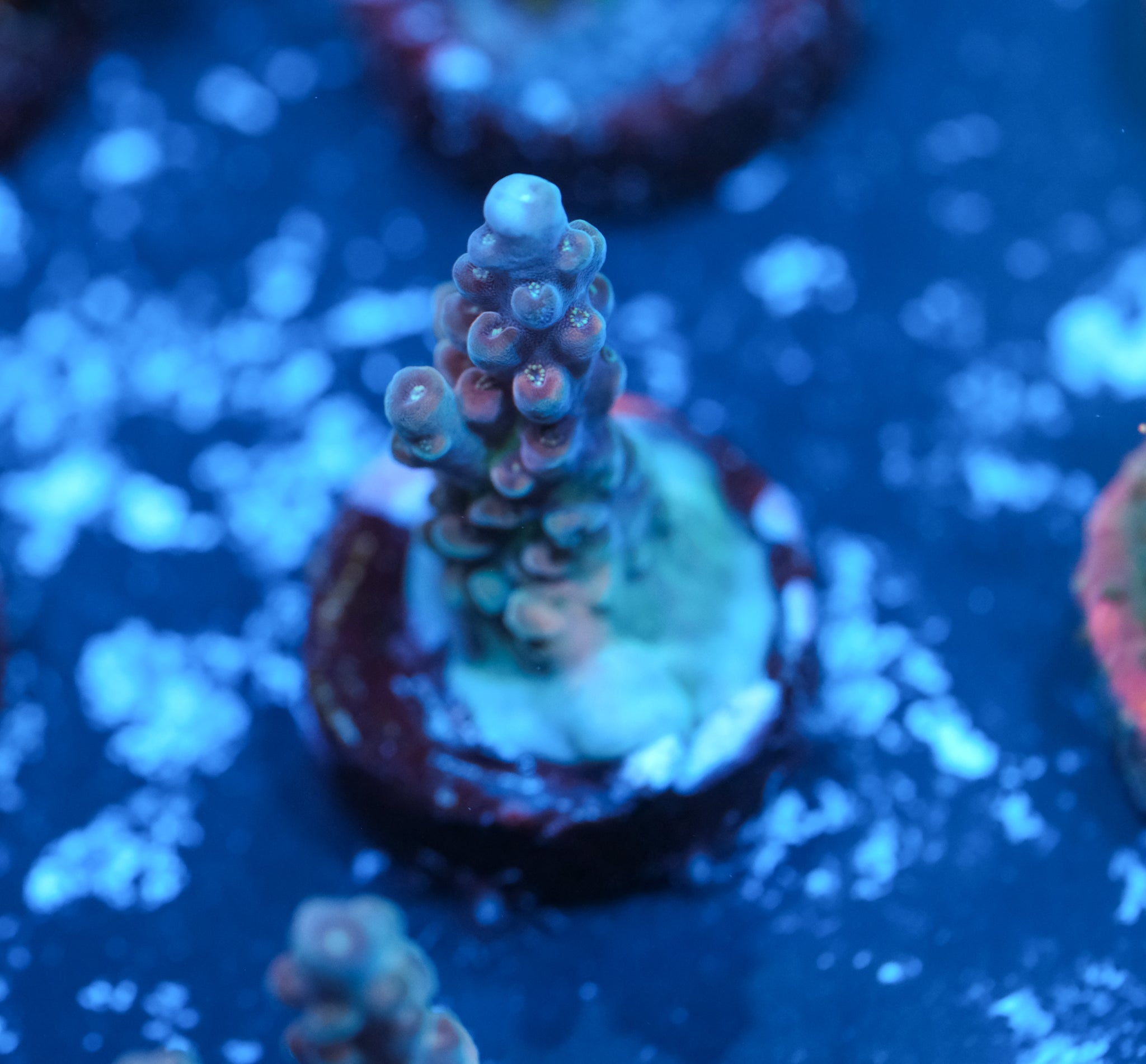 POTO Flamethrower Acropora
