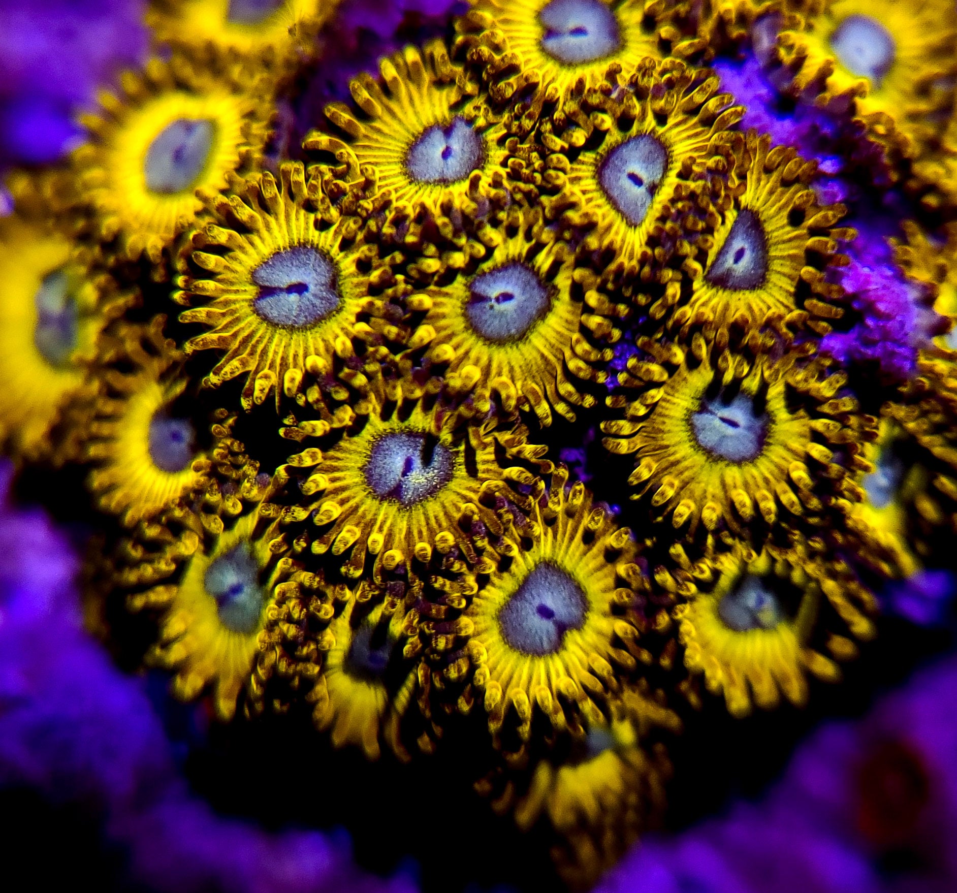 Pikachu Zoanthid