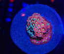 War Coral Favia
