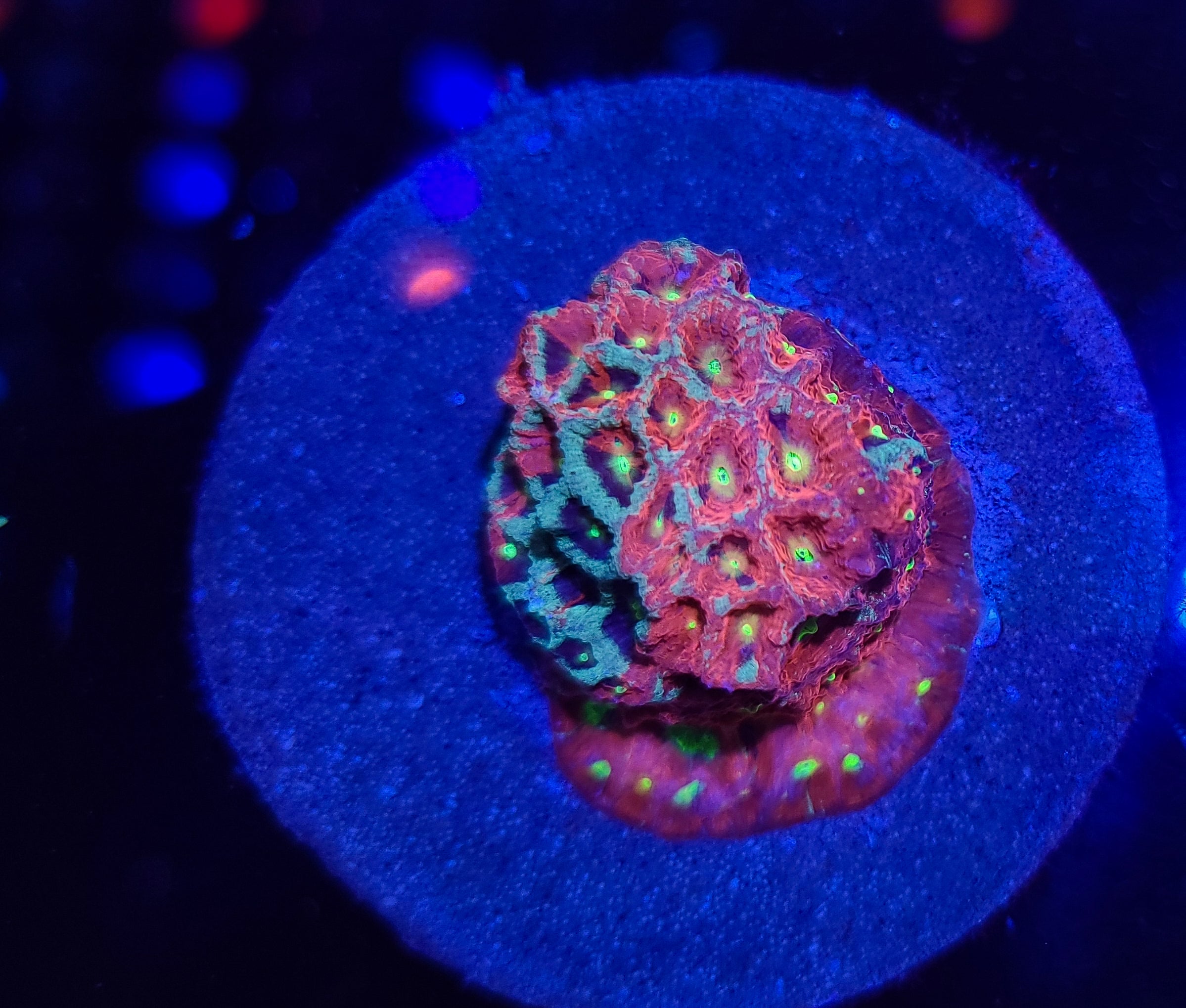 War Coral Favia