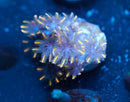 Sunflower Clove Polyps