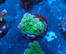 Av99 Orange Crush Acropora