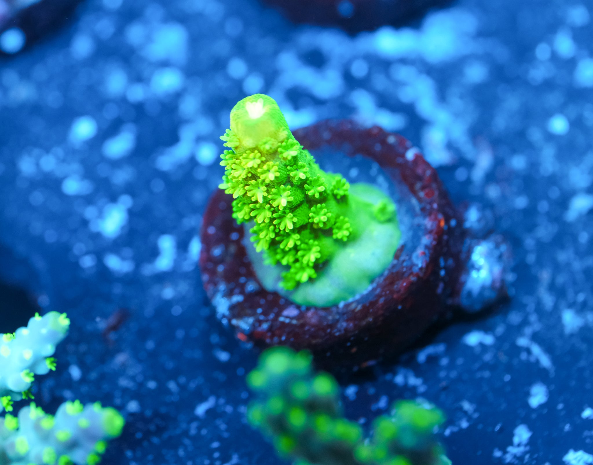 Toxic Green Honeycomb Acropora