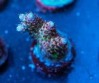 TSA Princess Peach Acropora