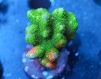 WWC Contraband Grafted Montipora Digitata