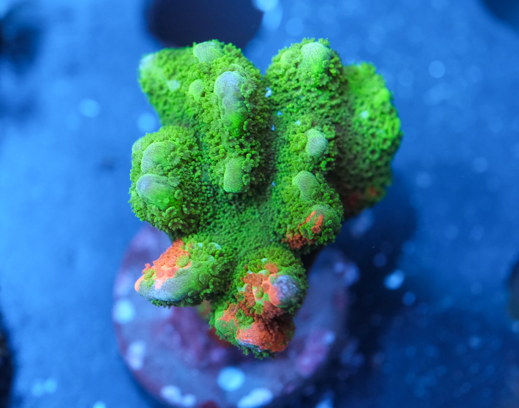 WWC Contraband Grafted Montipora Digitata
