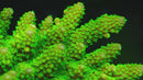 Toxic Green Honeycomb Acropora