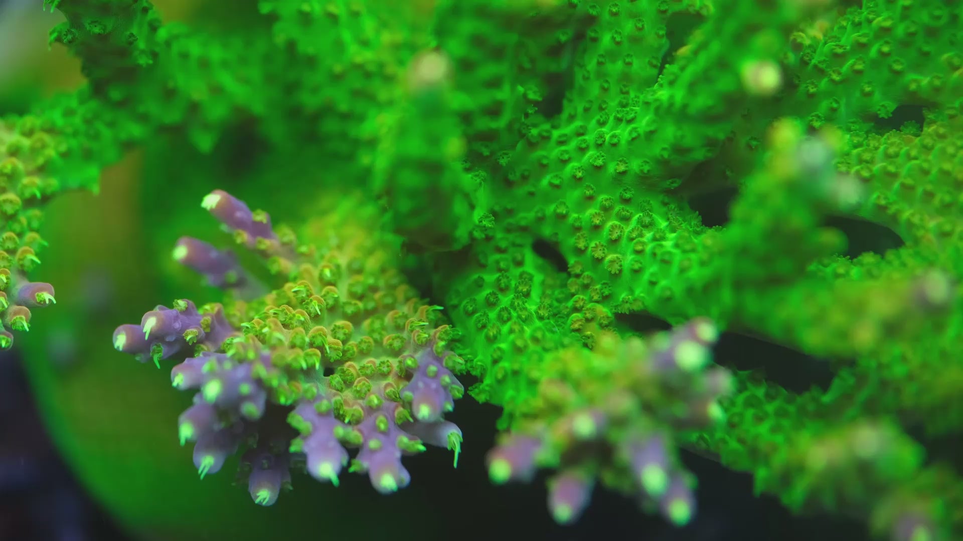 Paletta Pink Tip Acropora