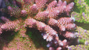 TSA Princess Peach Acropora