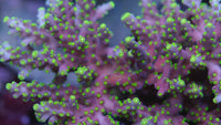 ARC Proximo Acropora