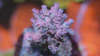 MC Prom Queen Acropora