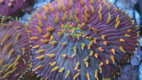 AC Rainbow Diaseris Plate Coral