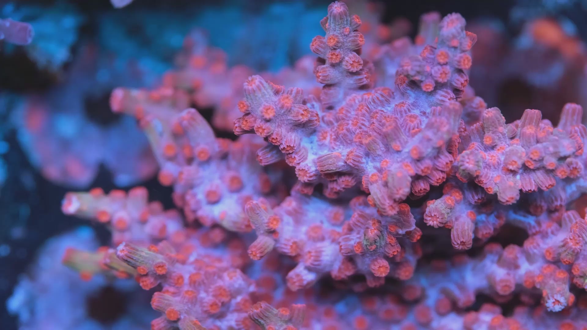 Pink Branching Cyphastrea