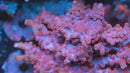 Pink Branching Cyphastrea