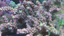 RR CJ's Pinky Acropora