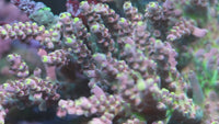 RR CJ's Pinky Acropora