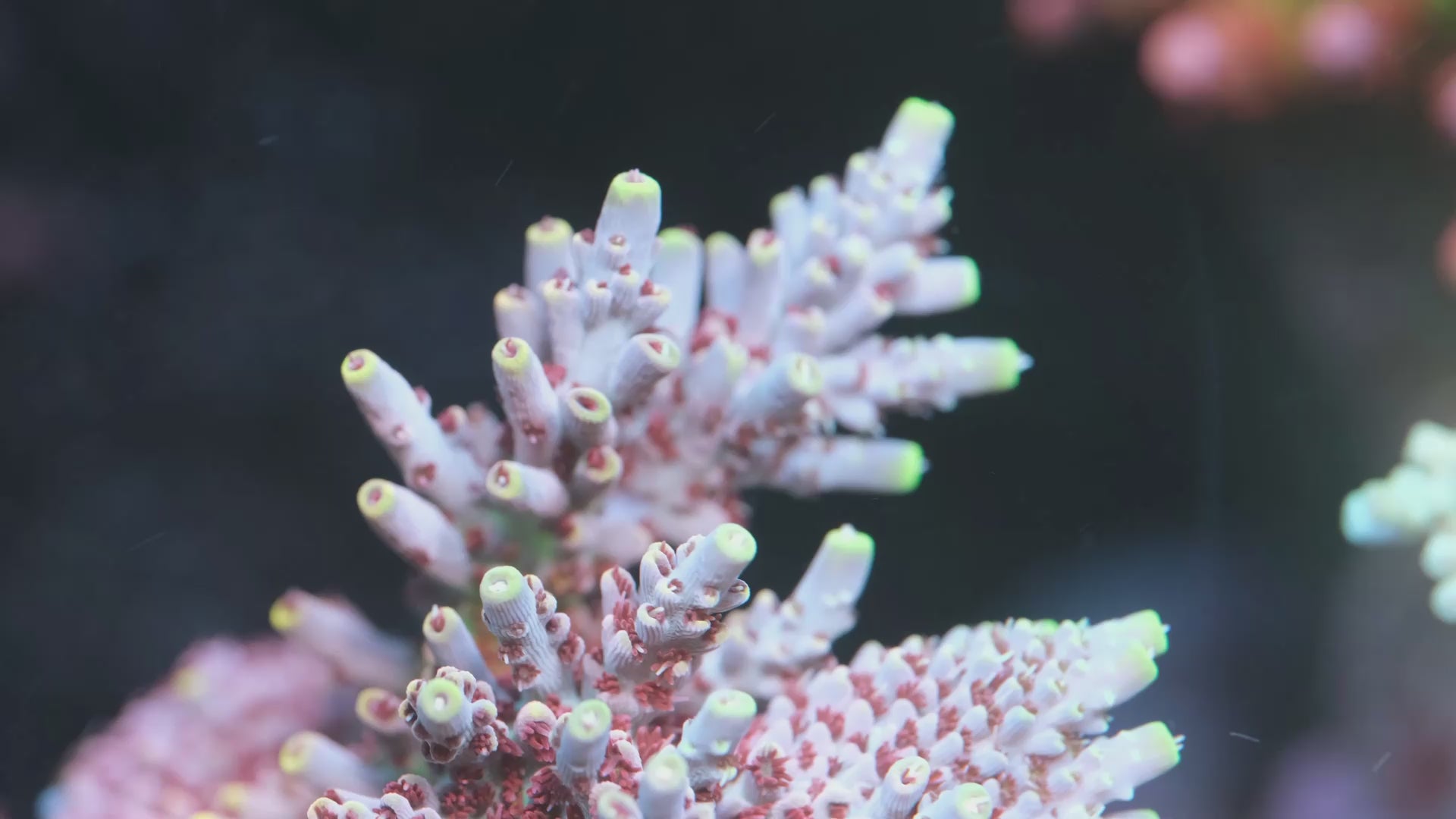 Circus Freak Acropora