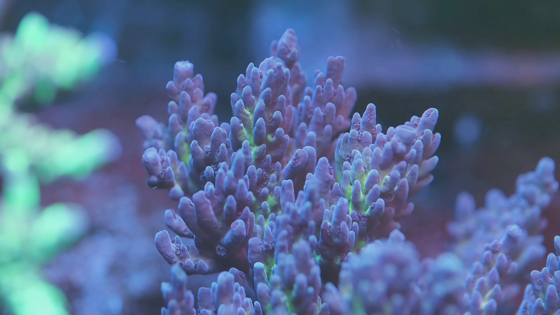 Fhc Queen B Acropora