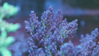 Fhc Queen B Acropora