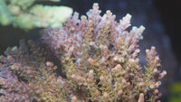 ACI Dreamweaver Acropora