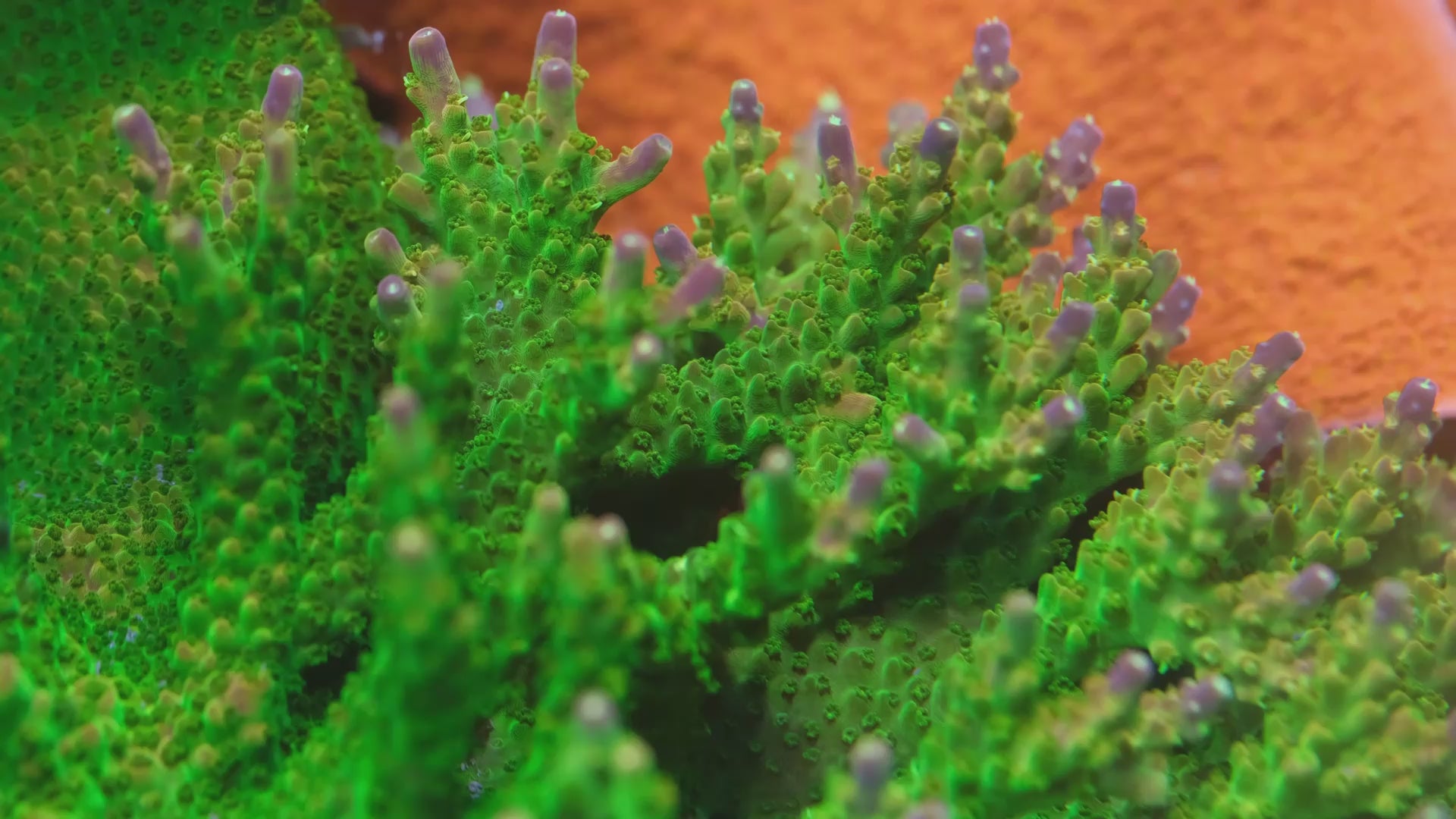 BC Xmas Acropora