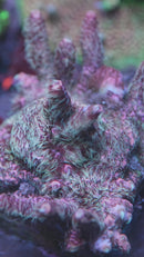 Jello Shot Millepora