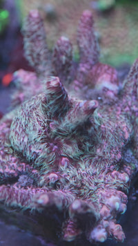 Jello Shot Millepora
