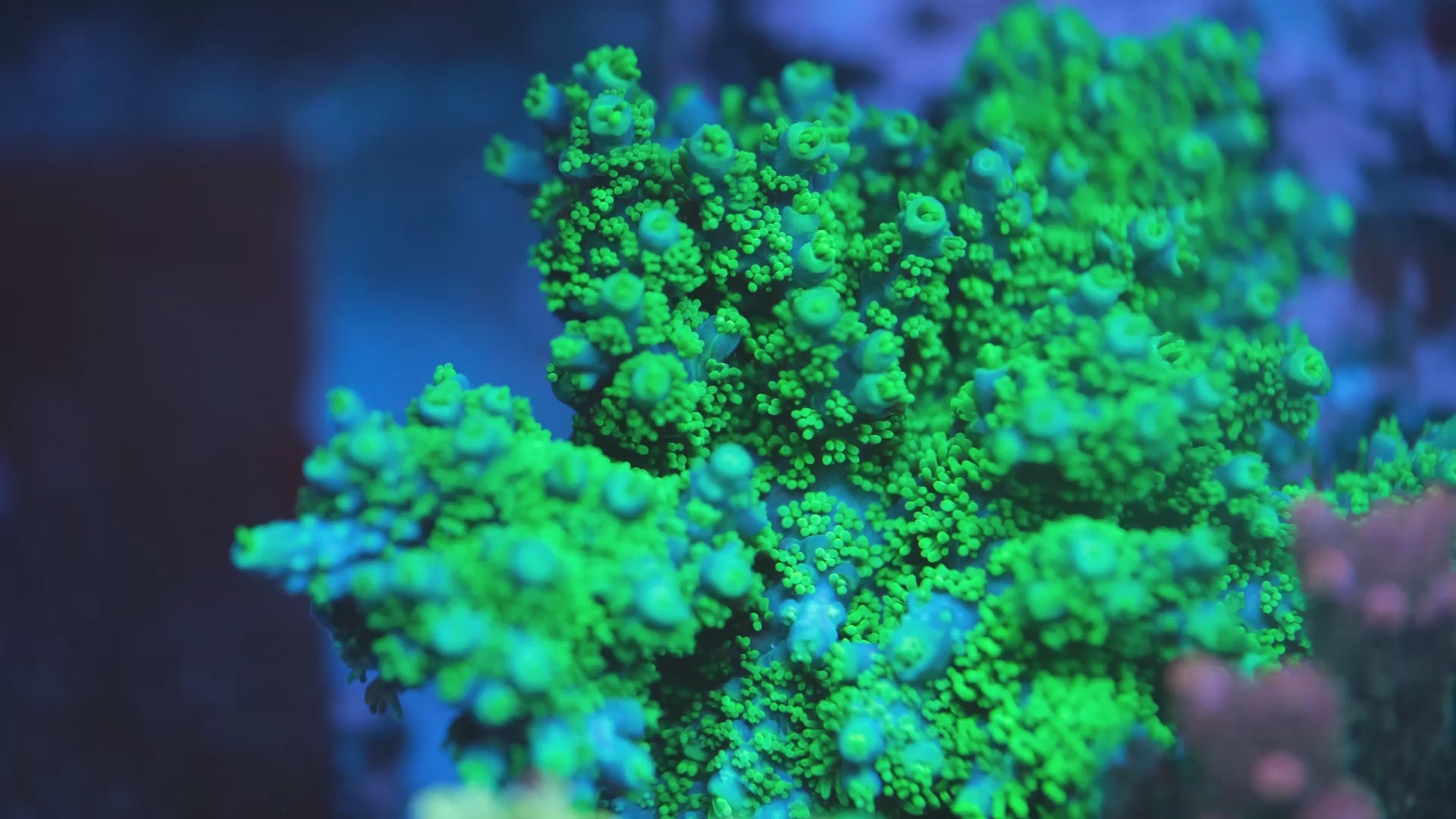 Equilibrium Acropora