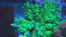 Equilibrium Acropora