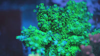 Equilibrium Acropora