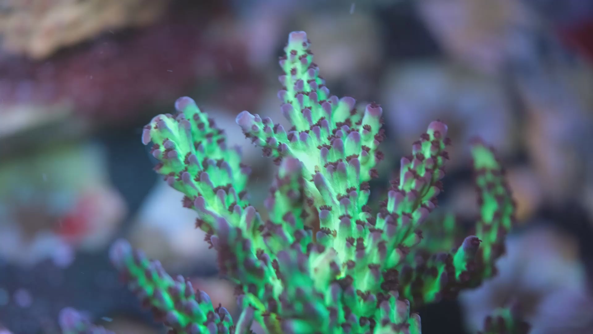 Cliffs Acropora