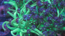 UC Space Glitter Goniopora