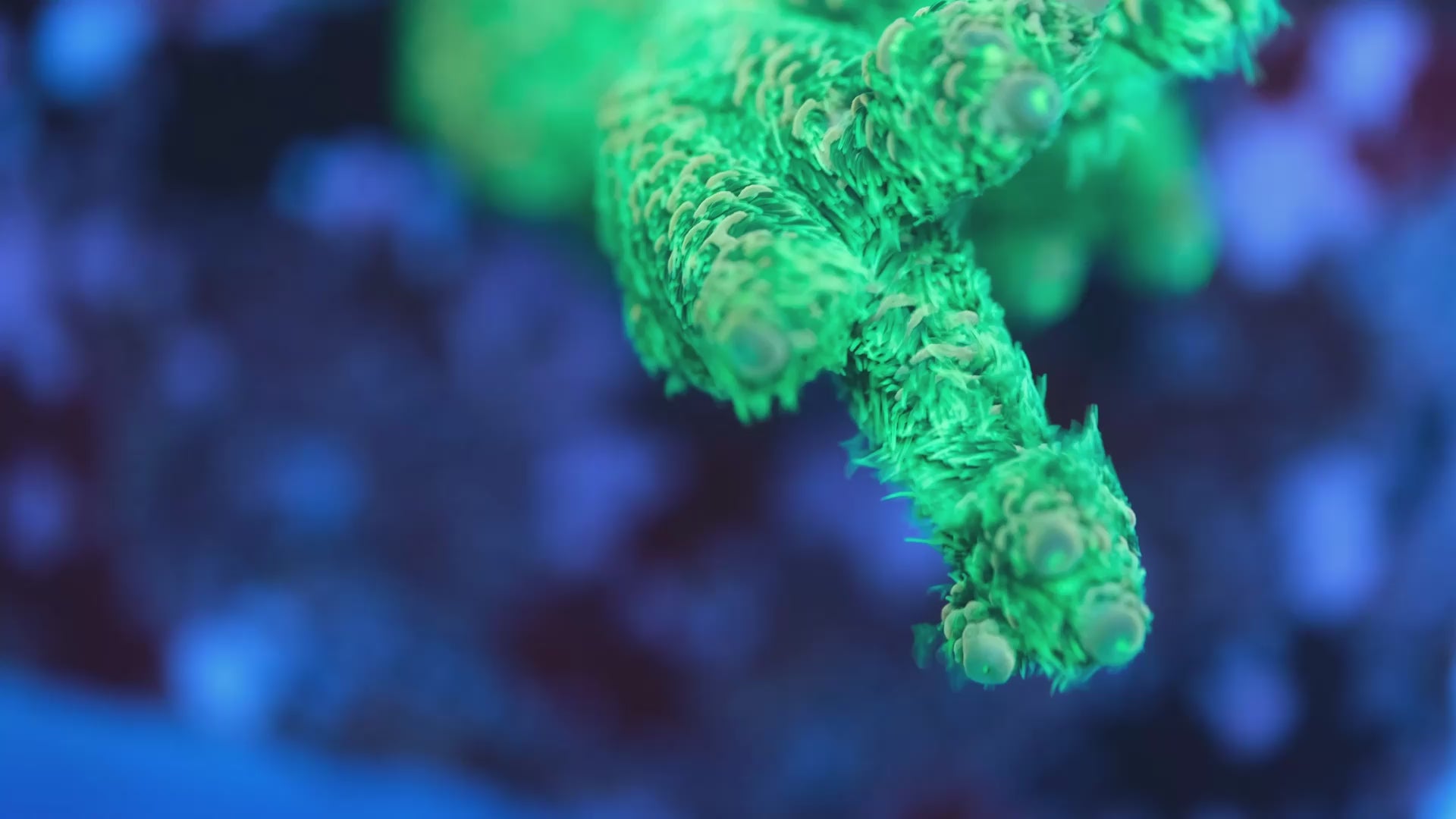 AC Green Giant Millepora