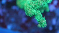 AC Green Giant Millepora