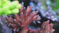 POTO Boomerang Acropora