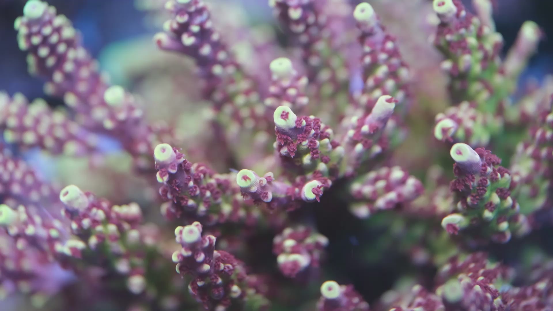 Pink Cadillac Acropora