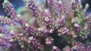 Pink Cadillac Acropora
