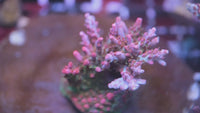 Vivid's Confetti Acropora