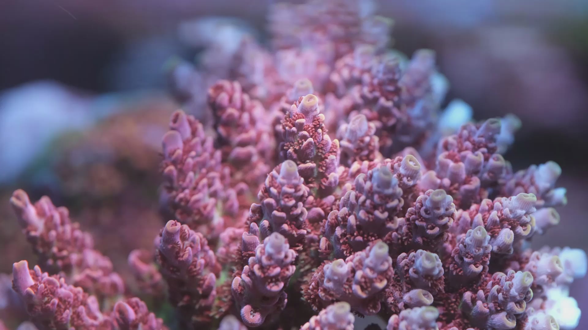 TSA Optimus Prime Acropora