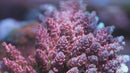 TSA Optimus Prime Acropora