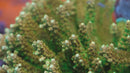 TGC Orange Creamsicle Acropora