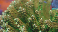 TGC Orange Creamsicle Acropora
