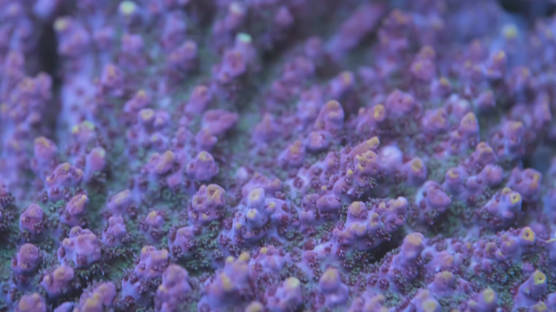 LRO Jamba Juice Acropora