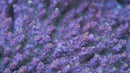 LRO Jamba Juice Acropora