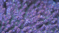 LRO Jamba Juice Acropora