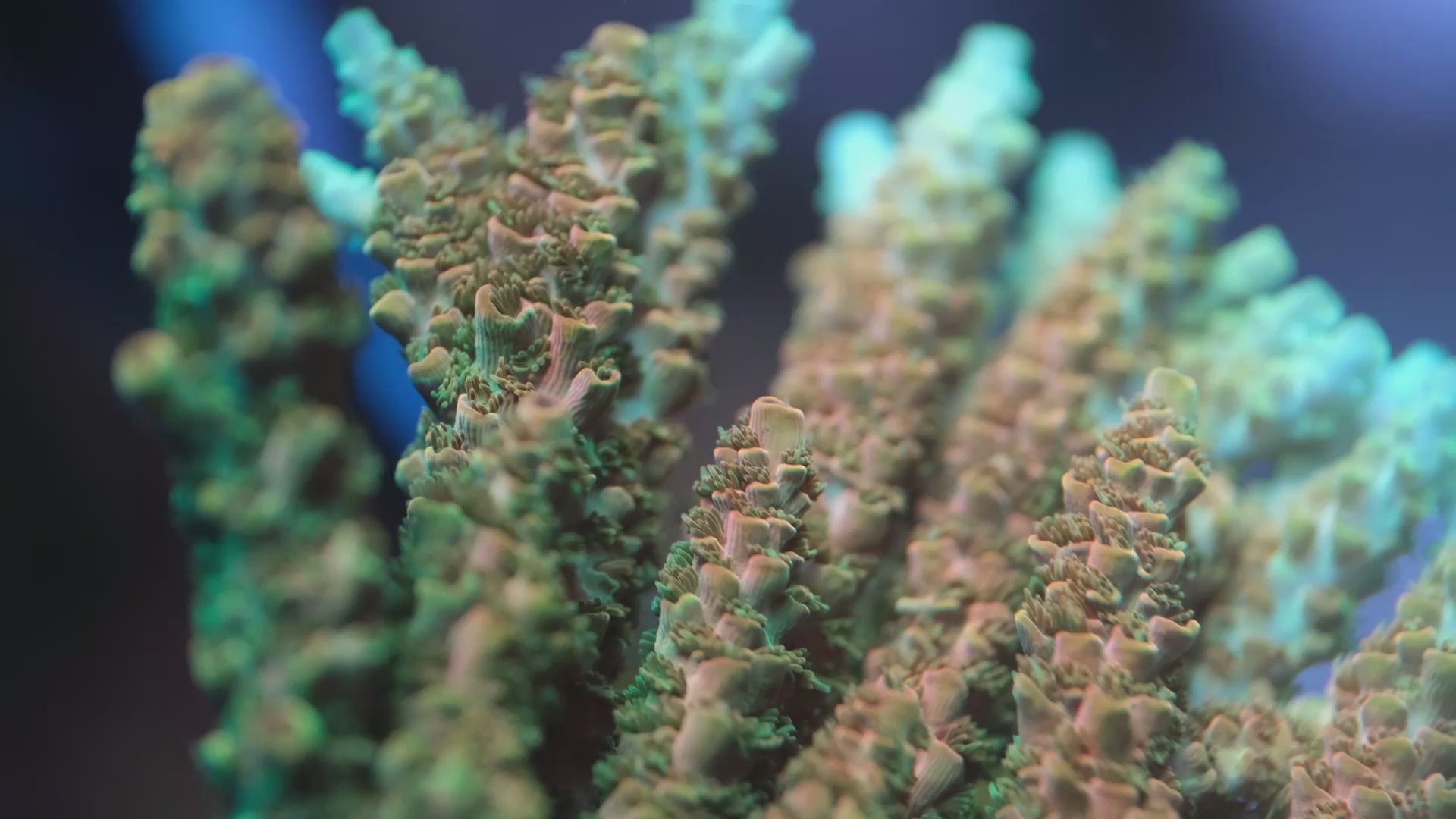 TSA Bill Murray Acropora