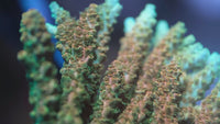 TSA Bill Murray Acropora