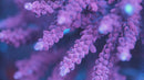 Arc Pomegranate Acropora