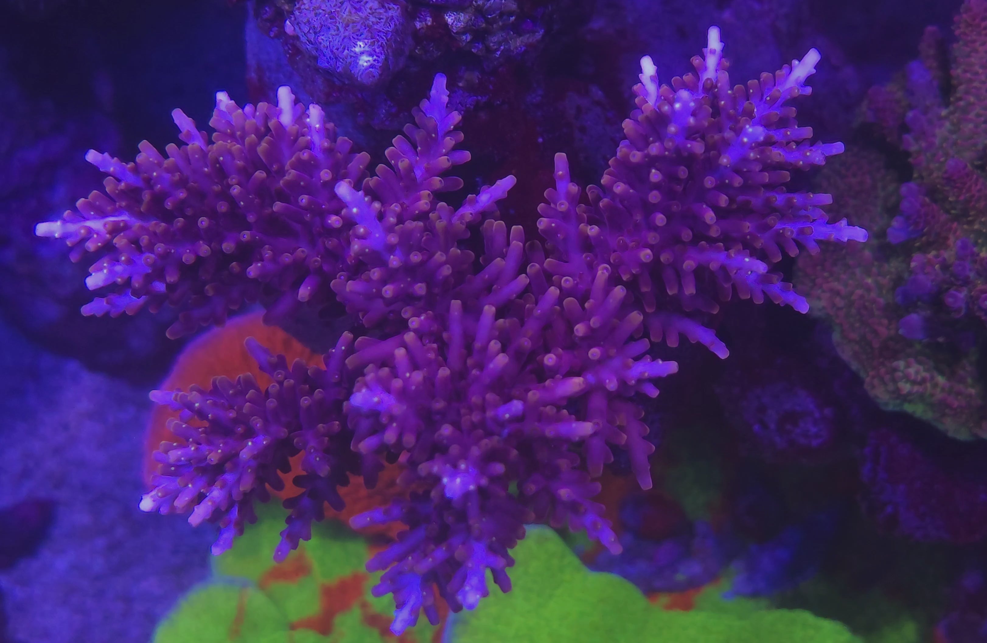 Tyree Red Dragon Acropora